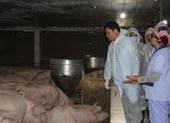 Công bố 3 kịch bản đối phó với thiếu thịt heo