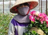 Hơn 100 triệu cành hoa hồng, hoa cúc...Đà Lạt đang chờ người mua
