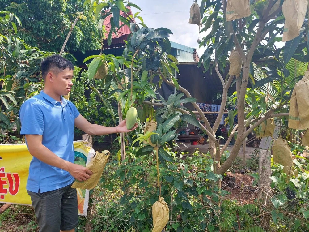 Cùng với xoài trứng, nông dân huyện Yên Châu còn trồng thêm xoài da xanh, vừa cung cấp thị trường trong nước, vừa xuất khẩu. Ảnh: AH