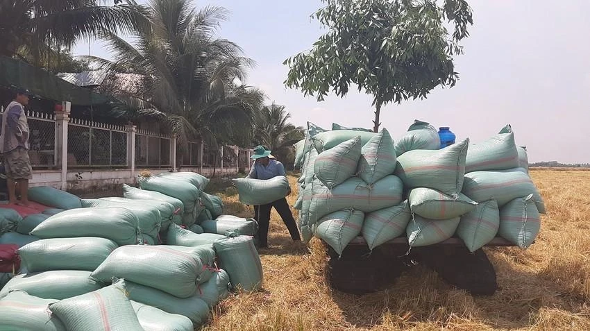 Việt Nam là nước xuất khẩu gạo nằm trong tốp đầu thế giới. Trong ảnh: Thu hoạch lúa tại đồng bằng sông Cửu Long. Ảnh: NHẪN NAM Việt Nam là nước xuất khẩu gạo nằm trong tốp đầu thế giới. Trong ảnh: Thu hoạch lúa tại đồng bằng sông Cửu Long. Ảnh: NHẪN NAM