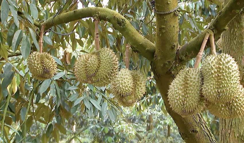 Việc tăng diện tích trồng sầu riêng một cách ồ ạt, không theo định hướng của các cơ quan quản lý sẽ dẫn đến hậu quả khó lường. Ảnh minh hoạ: VŨ LONG