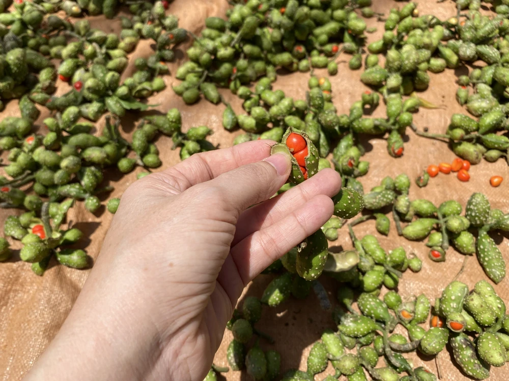 Trái dổi tươi khi vừa thu hoạch. Ảnh: AH