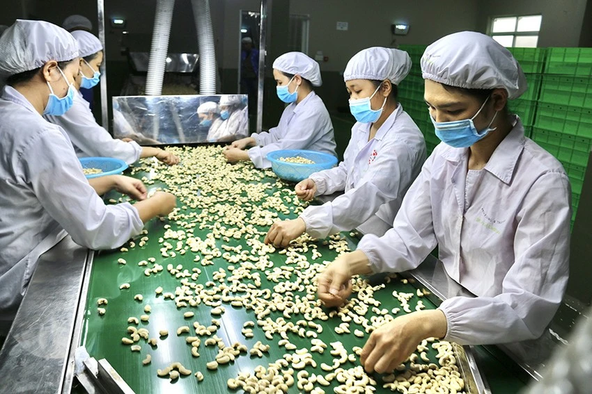 Chế biến xuất khẩu điều. Ảnh: QH