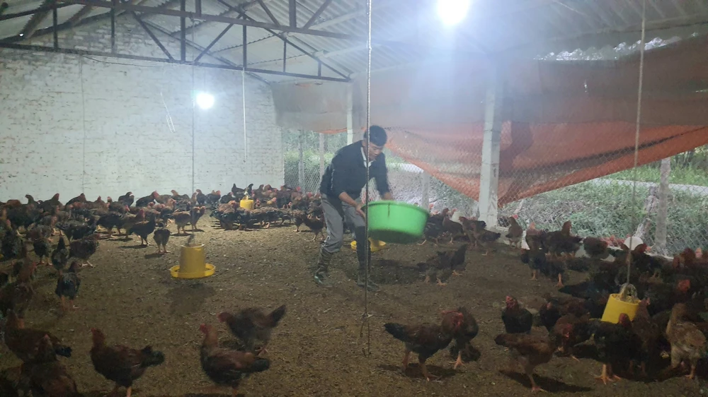 Doanh nghiệp, người chăn nuôi gia cầm đang trong tình cảnh rất khó khăn. Giá bán ra luôn dưới giá thành, chăn nuôi thua lỗ. Ảnh minh hoạ: AH