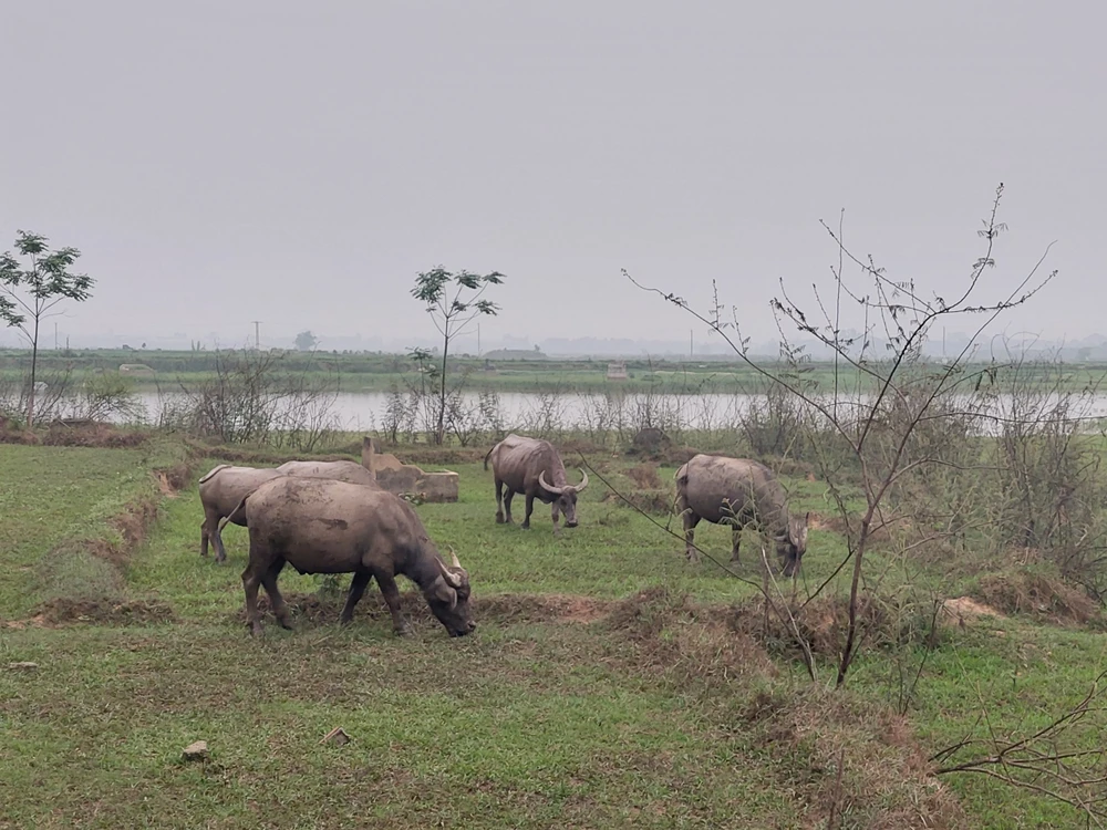 Để đề phòng bệnh nhiệt thán, người dân không sử dụng thịt gia súc bị bệnh. Ảnh minh hoạ: AH