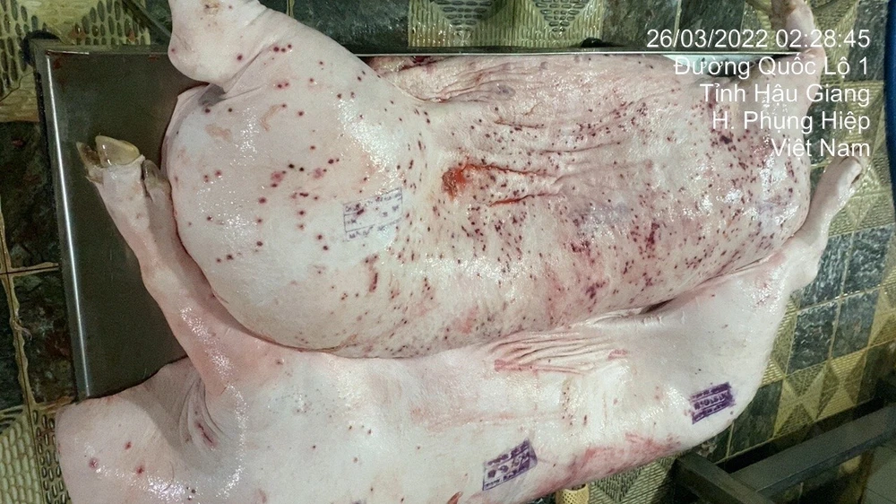 đóng dấu kiểm dịch sai..jpg