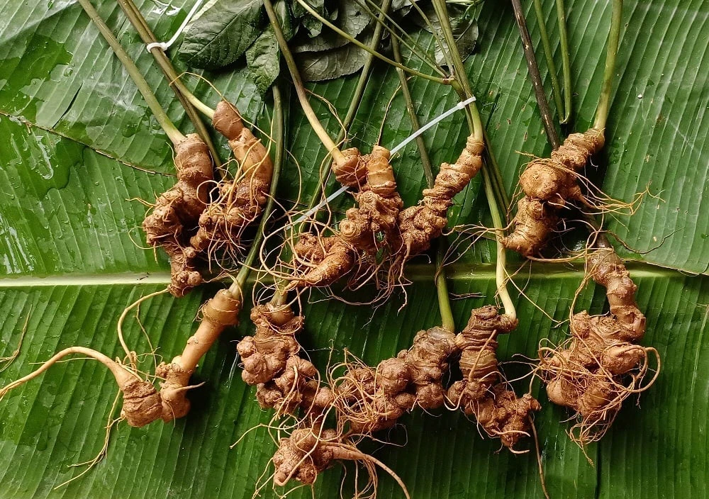 sâm lai châu,..jpg