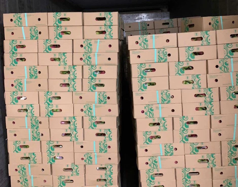 xuất khẩu thanh long.jpg