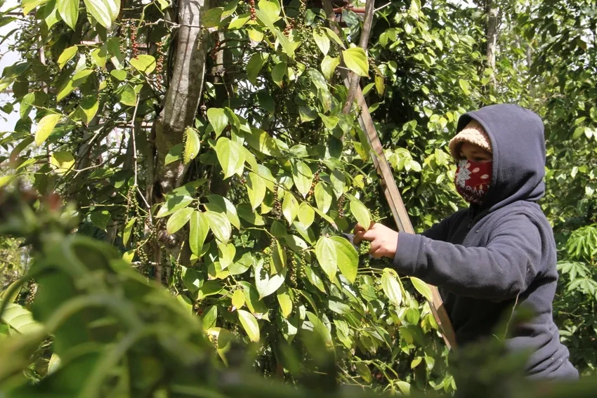 tắc đường sang Châu Âu.jpg