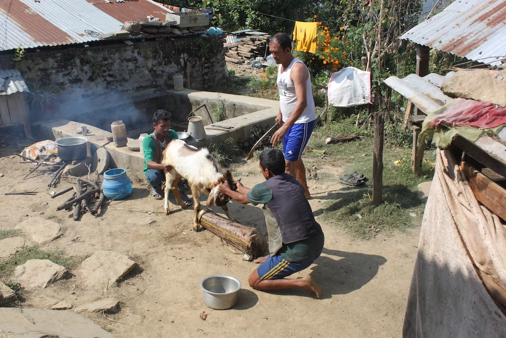 Lễ hội chém đầu dê 'dã man' ở Nepal ảnh 3 Lễ hội chém đầu dê 'dã man' ở Nepal ảnh 3
