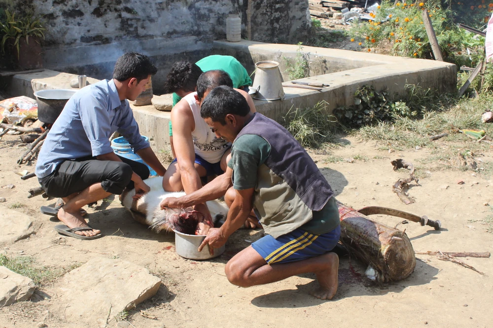 Lễ hội chém đầu dê 'dã man' ở Nepal ảnh 4 Lễ hội chém đầu dê 'dã man' ở Nepal ảnh 4
