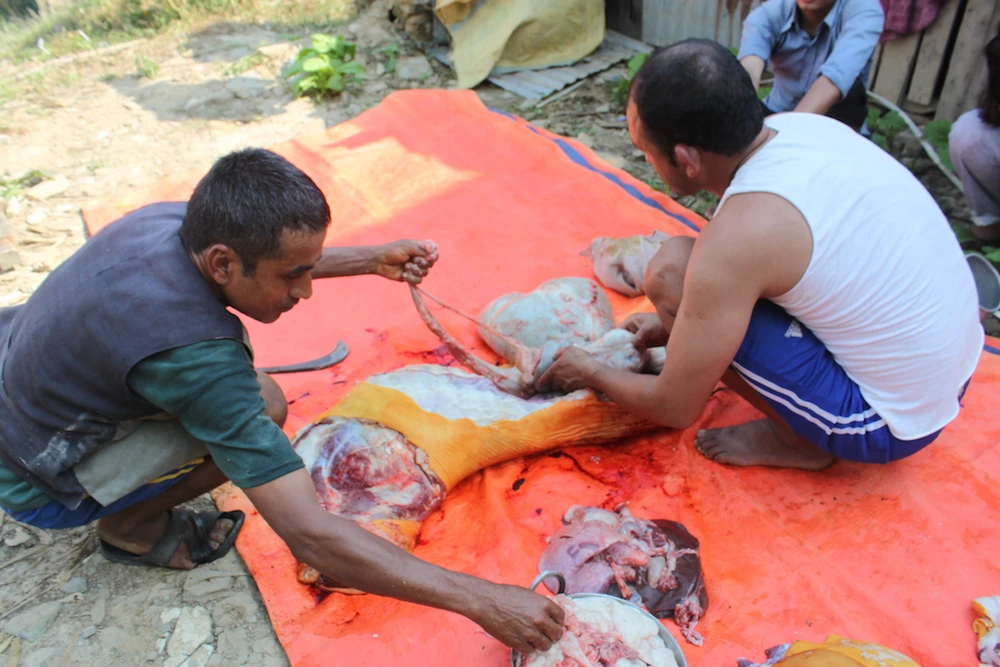 Lễ hội chém đầu dê 'dã man' ở Nepal ảnh 5 Lễ hội chém đầu dê 'dã man' ở Nepal ảnh 5