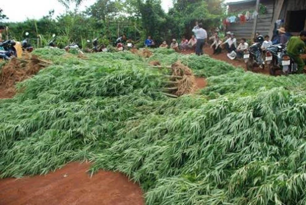 Thuê đất để lập... trang trại cần sa ảnh 1