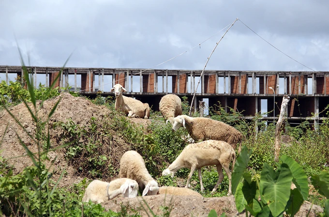 Khu đô thị lớn nhất Cần Thơ thành chỗ chăn cừu