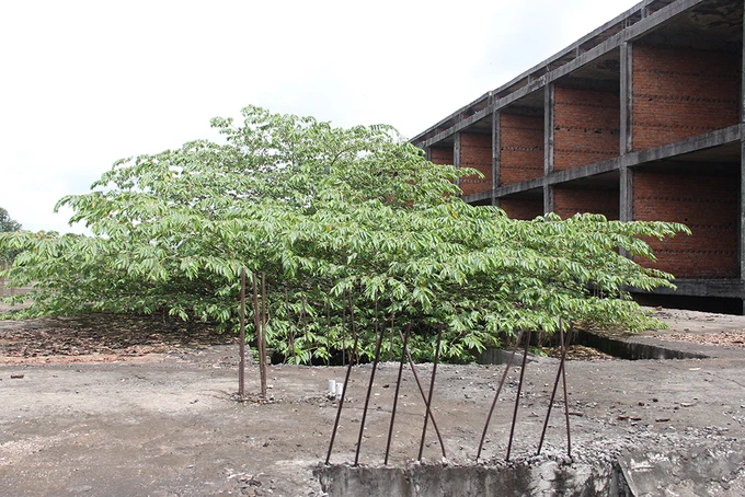 Khu đô thị lớn nhất Cần Thơ thành chỗ chăn cừu