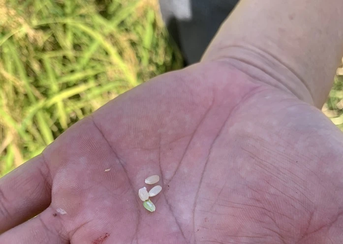 Nếp Quýt Đạ Tẻh: Hương vị thơm ngon, giá trị kinh tế, tạo thu nhập cho bà con nông dân