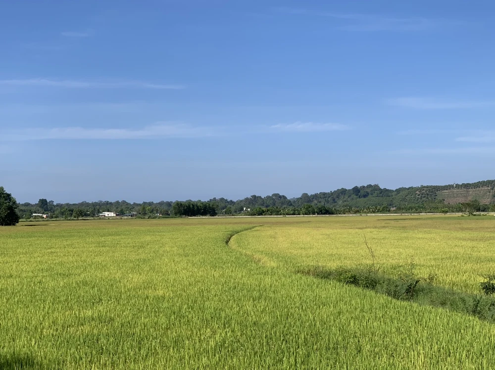 Nếp Quýt Đạ Tẻh: Hương vị thơm ngon, giá trị kinh tế, tạo thu nhập cho bà con nông dân