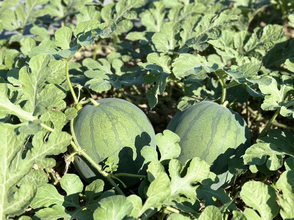 Đạ Tẻh: trồng dưa hấu giúp nông dân cải thiện kinh tế