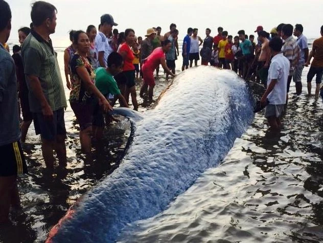 Phát hiện xác con cá voi khoảng 10 tấn trên biển ảnh 1 Phát hiện xác con cá voi khoảng 10 tấn trên biển ảnh 1