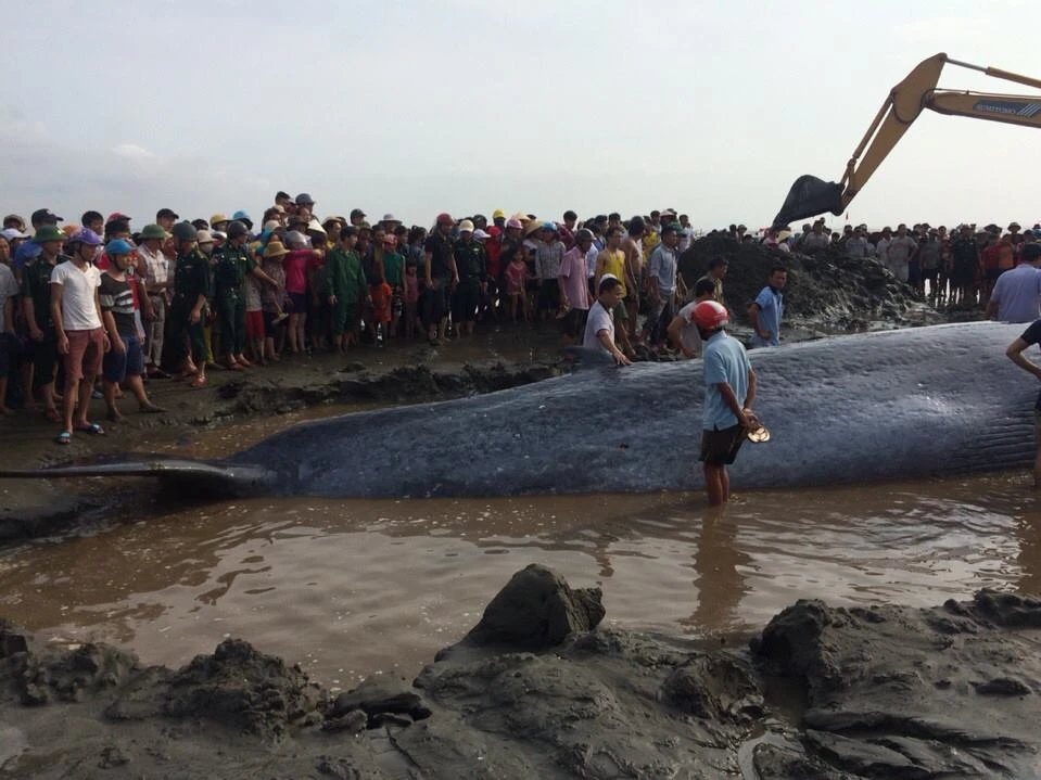 Giải cứu cá voi 15 tấn mắc cạn tại bờ biển Nghệ An ảnh 3