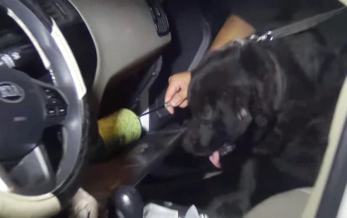 Tài xế taxi mang ma túy đá bị chó nghiệp vụ phát hiện ảnh 2