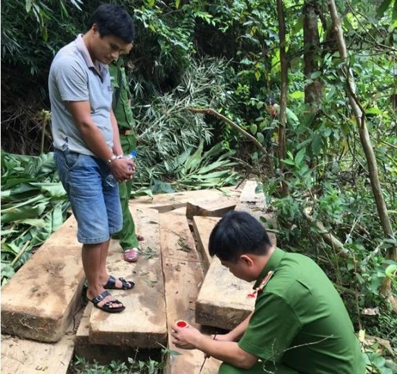 Nghi can Cường bị bắt giữ cùng số gỗ rừng khai thác trái phép. Ảnh: CTV