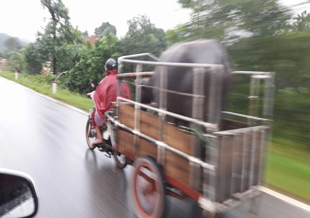chở trâu đi tránh lũ