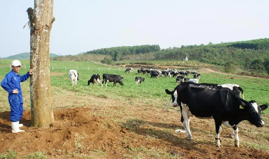 Đàn bò organic (hữu cơ) của Trang trại sữa TH. 