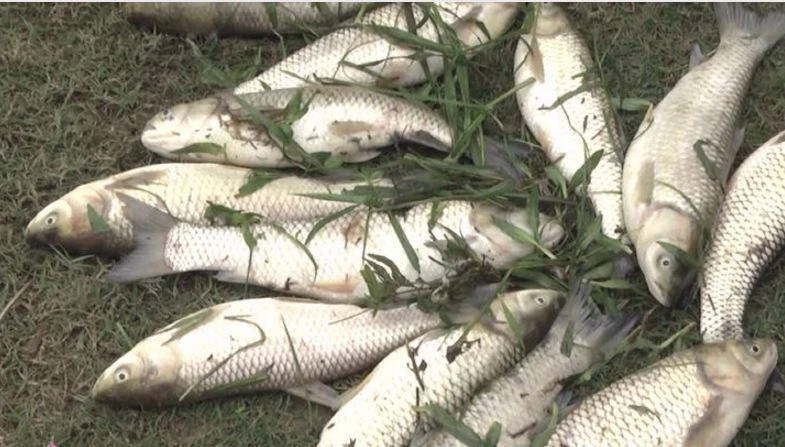 Sau khi vỡ đập chứa bùn thải quặng, cá người dân ở huyện Quỳ Hợp bị chết. 