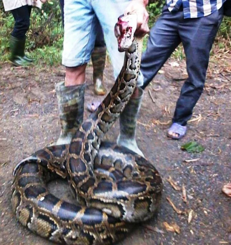 Làm rõ vụ nông dân bắt 2 con trăn gấm quý hiếm
