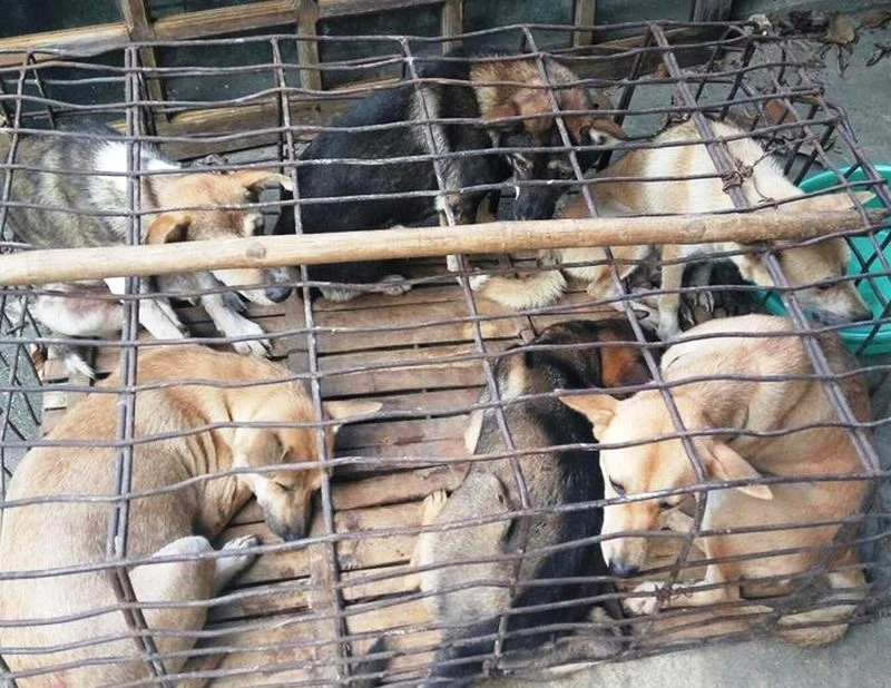 2 thanh niên mang súng điện đi trộm chó liên tỉnh ảnh 2