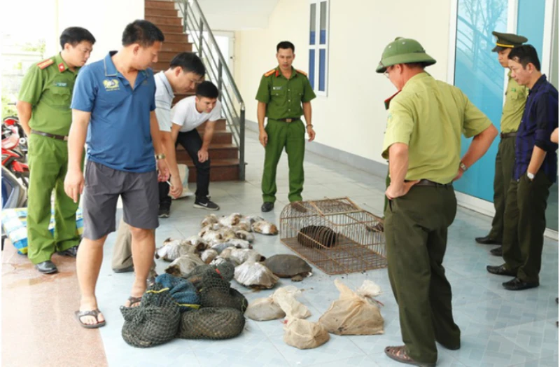 Khởi tố vụ án tê tê, rùa, ba ba “đi” xe khách giường nằm ảnh 1 Khởi tố vụ án tê tê, rùa, ba ba “đi” xe khách giường nằm ảnh 1