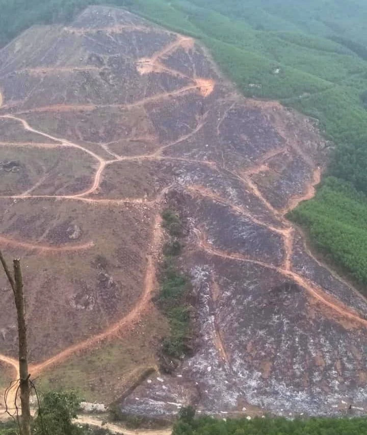 Khu vực đốt thực bì rừng trồng bị cháy xe máy.