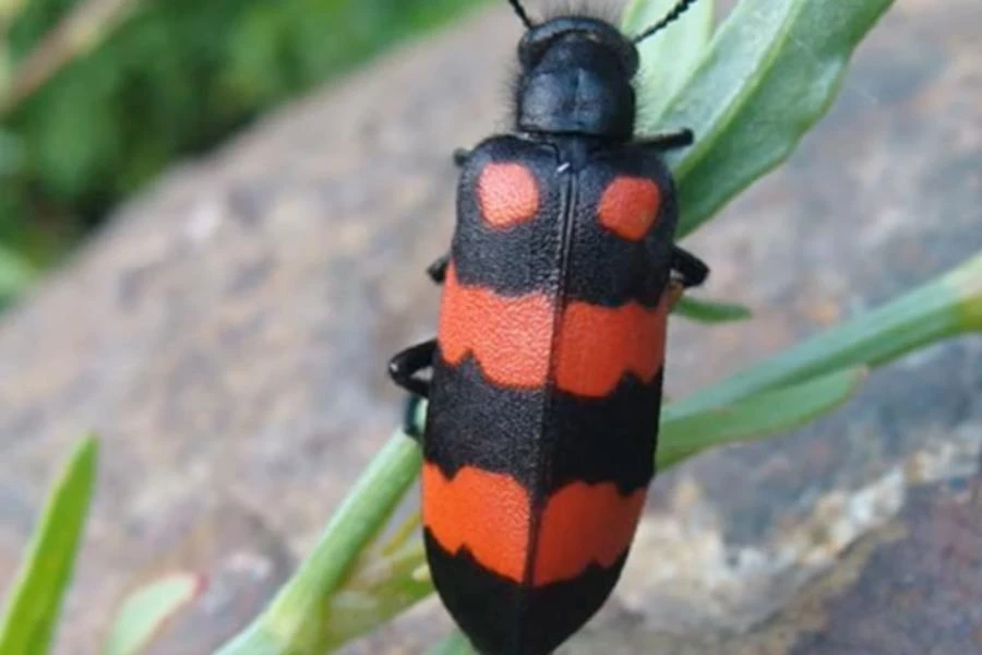 Hình ảnh sâu ban miêu.