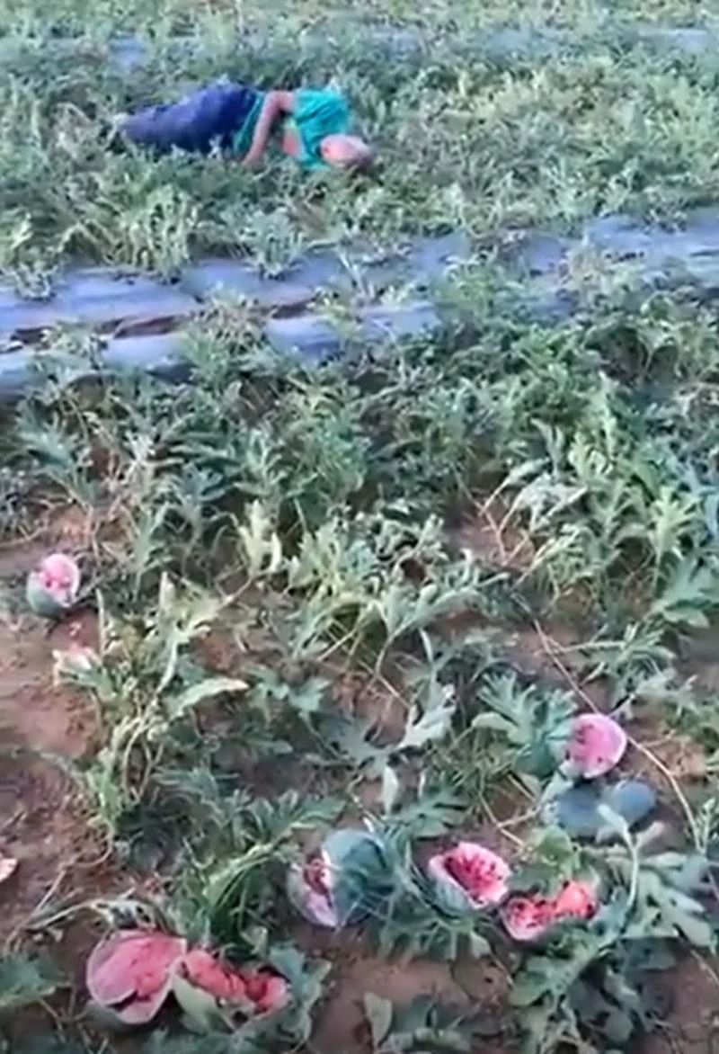 Hình ảnh ông Tôn nằm khóc khi phát hiện ruộng dưa bị hái trộm, phá nát những trái dưa đỏ.