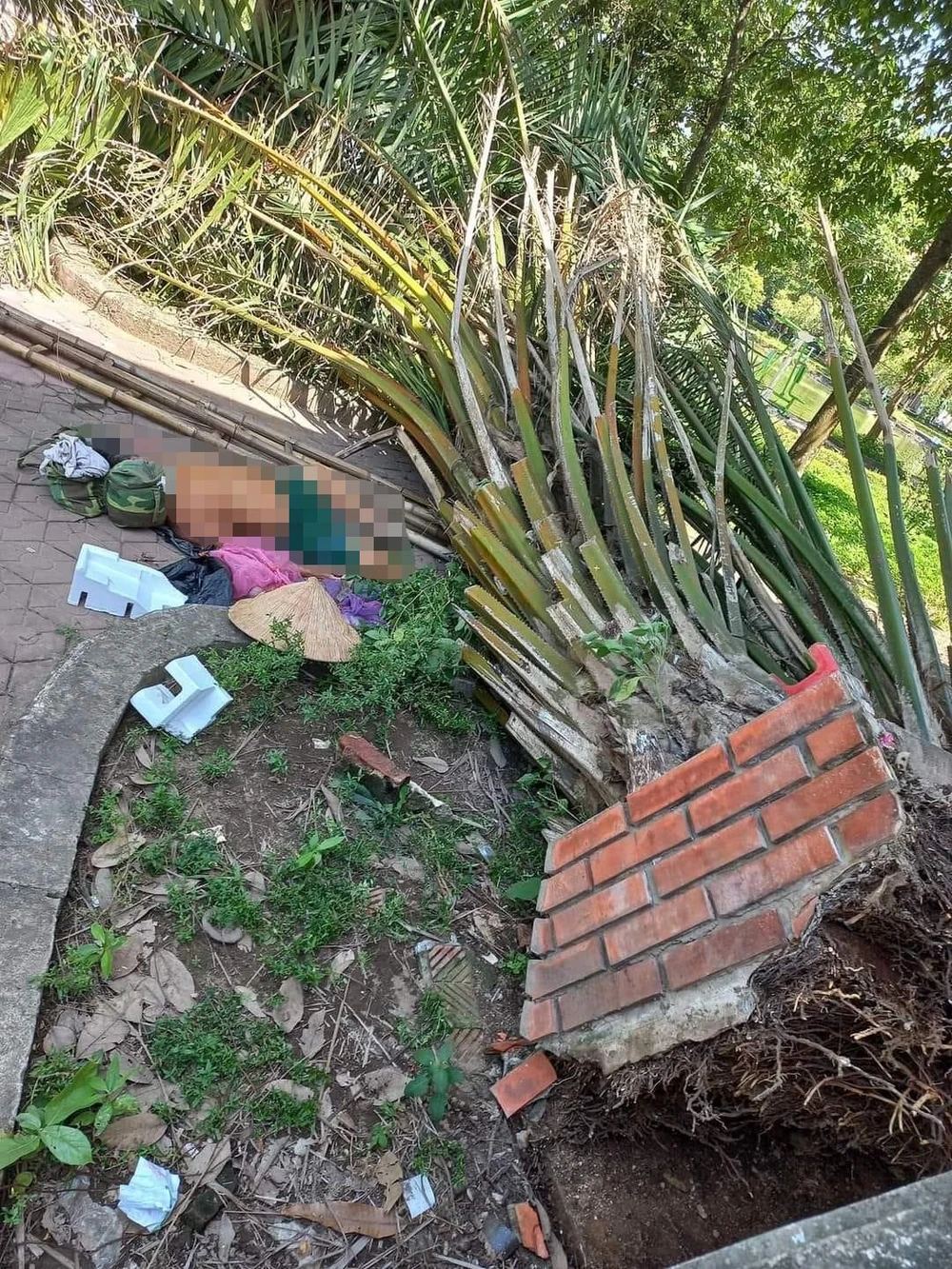 Cụ ông 80 tuổi ngồi hóng mát trong công viên bị cây đè tử vong ảnh 1