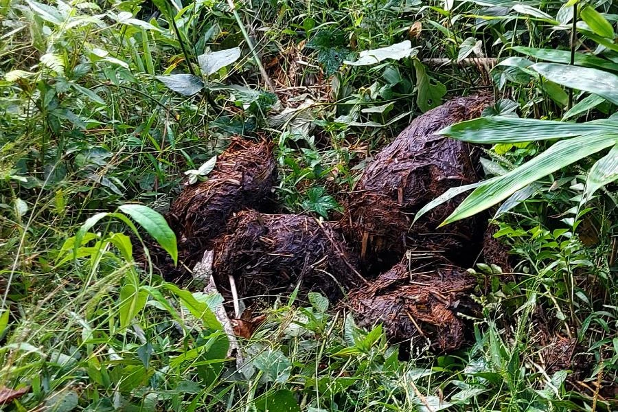 Voi rừng xuống "quậy" và để lại phân trong vườn của dân.