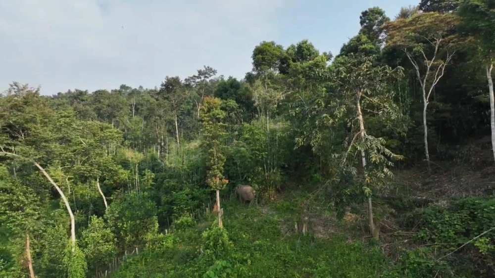 Khi xua đuổi, voi đi lên rừng.