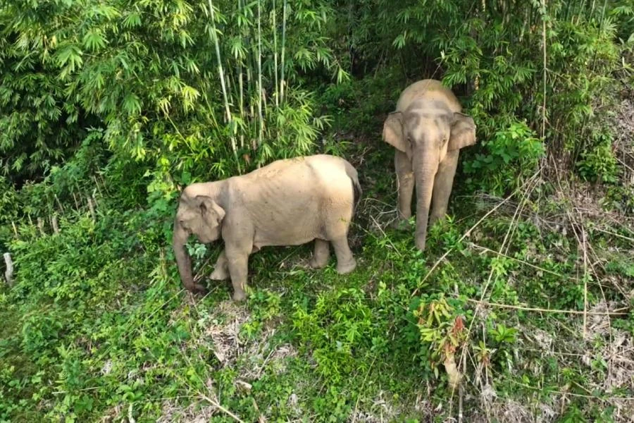 Hai con voi rừng là mẹ con xuất hiện ở vườn rừng của dân ở xã Châu Phong (huyện Quỳ Châu, Nghệ An).
