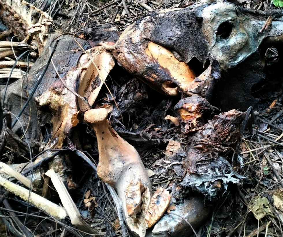 Xác voi mẹ phát hiện trong rừng vào ngày 16-2-2023.
