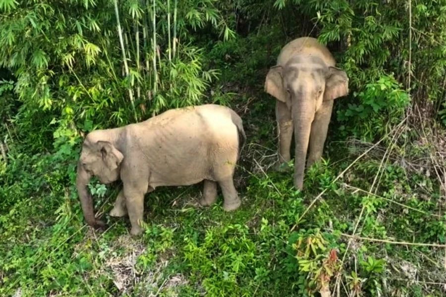 Hai mẹ con voi sống tự do trong rừng huyện Quỳ Châu. Ảnh chụp cuối năm 2023