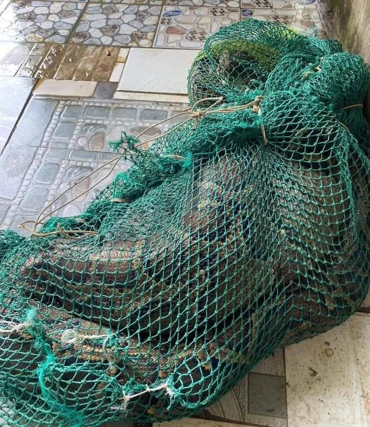 Con bê đã bị trăn ăn thịt nuốt vào bụng.