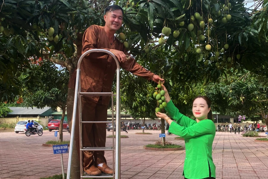 Giáo viên Trường Phổ thông dân tộc bán trú THCS Hội Nga thu hoạch xoài trong sân trường để học sinh trải nghiệm. Ảnh: NGÔ VÂN