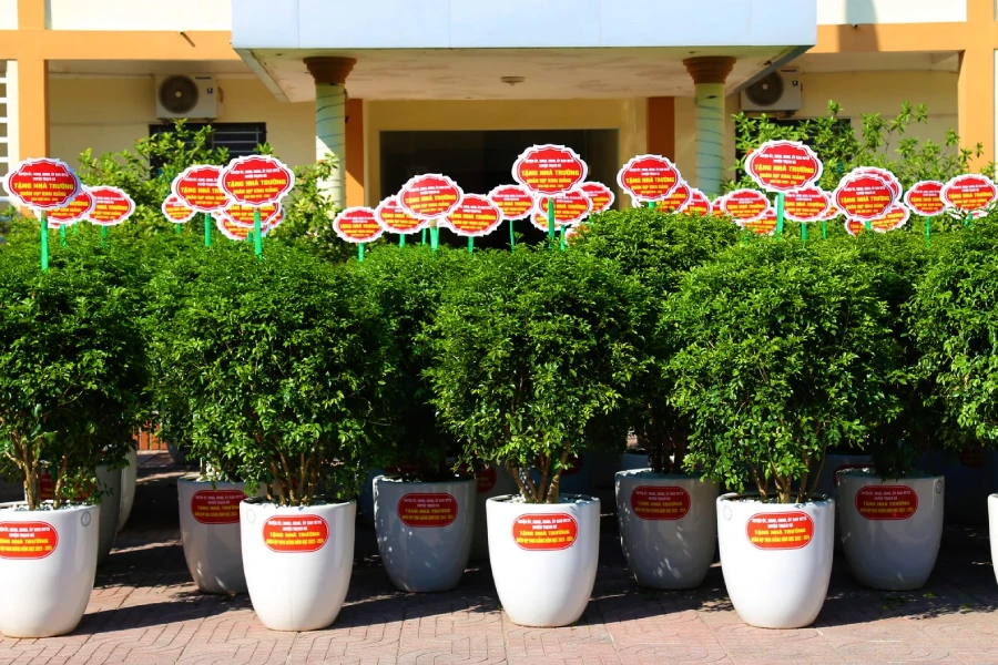 Chậu cây nguyệt quế được Huyện ủy, HĐND huyện, UBND huyện, Ủy ban MTTQ huyện Thạch Hà chuẩn bị để tặng các trường học nhân dịp khai giảng năm học mới 2023-2024. Ảnh: KHẮC MAI.