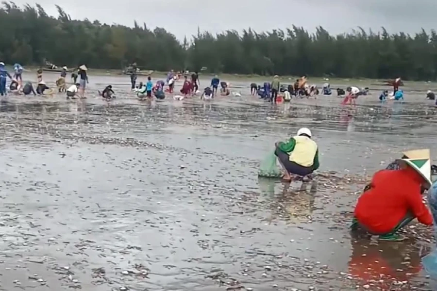 Rất đông người dân ra bãi biển nhặt ngao. Ảnh: LĐ