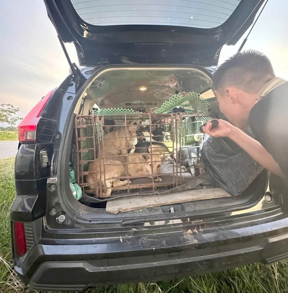 Nhóm 3 người dùng ô tô đắt tiền đi trộm chó