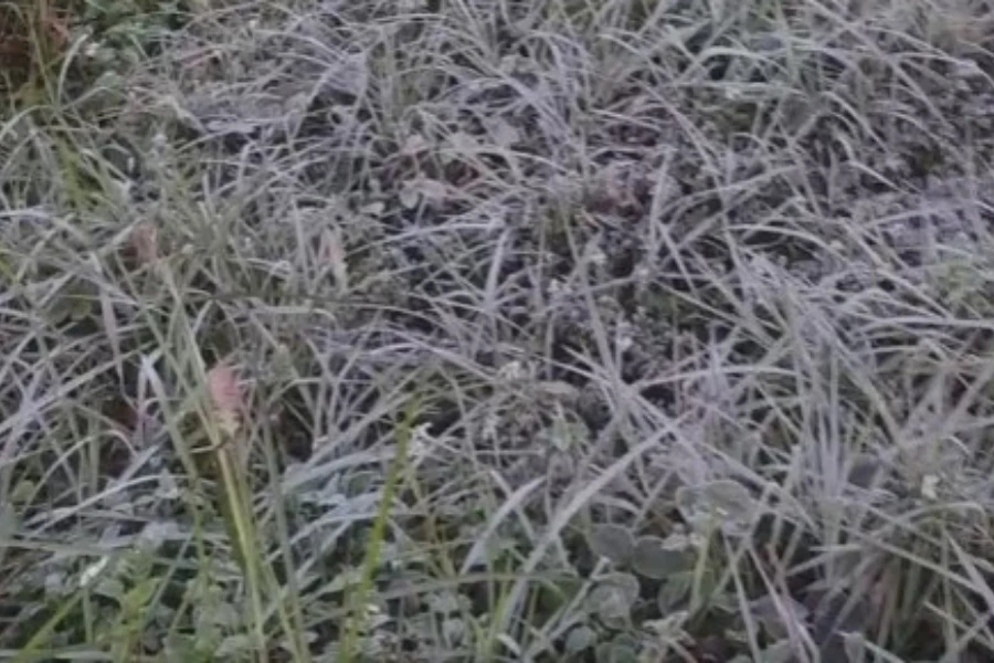 Xuất hiện băng giá, sương muối ở xã Mường Lống. Ảnh: Lê Vân.