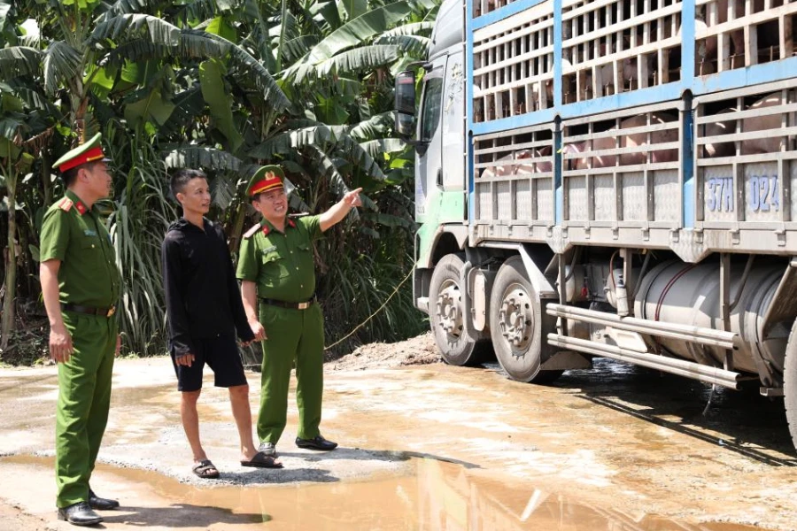 Chở 18 tấn heo nhiễm dịch tả lợn châu Phi đi tiêu thụ bị cảnh sát phát hiện