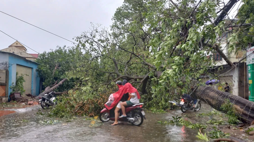 Bão số 5 làm nhiều cây xanh ở Nghệ An bị gãy đổ gây ách tắc giao thông.