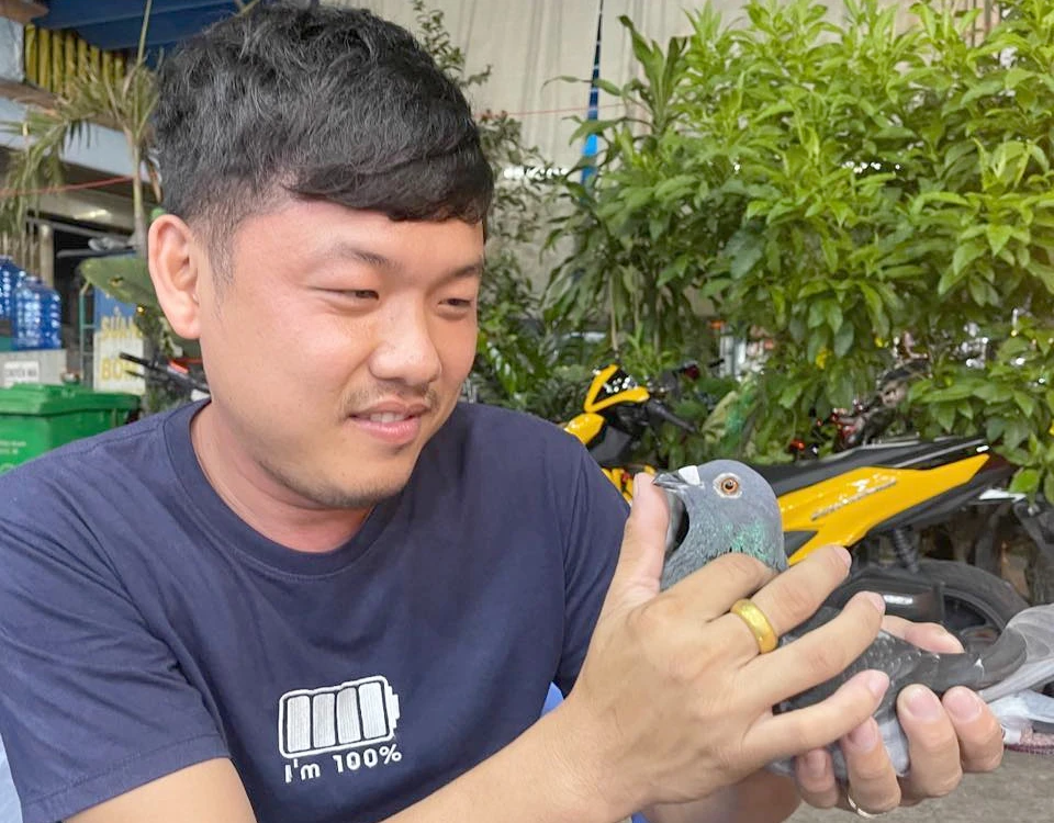 800 con bồ câu phương Nam sẽ tung cánh trong đại lễ Quốc khánh